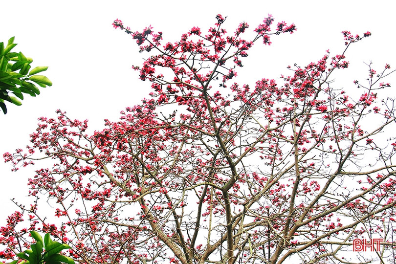 Ngắm cây hoa gạo hơn 200 năm trên quê hương Đại thi hào Nguyễn Du