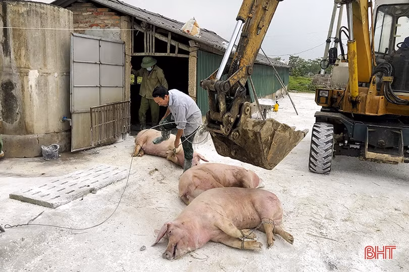 Dịch tả lợn châu Phi “tấn công” Đức Thọ