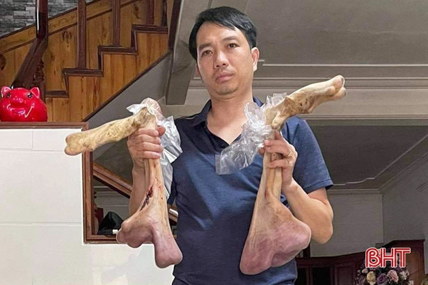 Chiêm ngưỡng cặp nhung hươu lớn nhất từ trước tới nay ở Hà Tĩnh