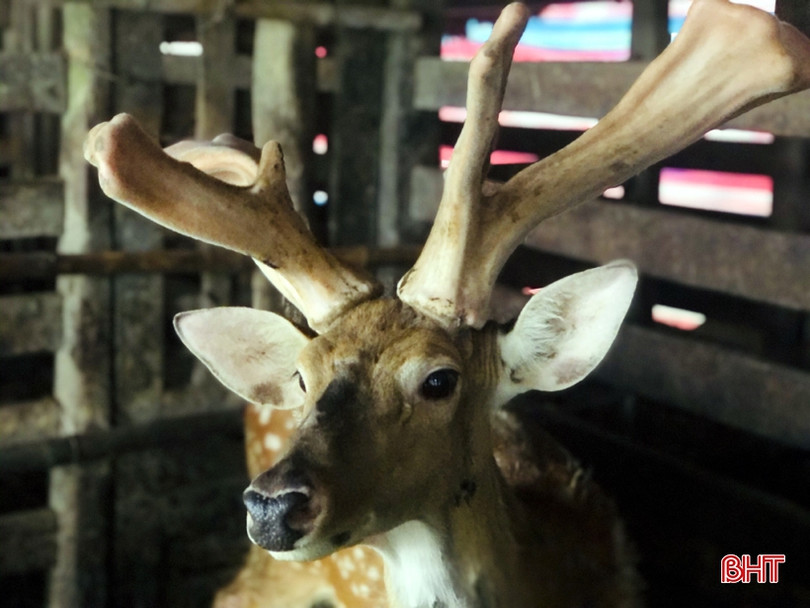 Cặp nhung hươu lạ ở Hà Tĩnh