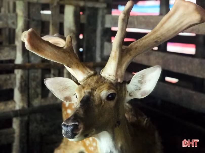 Cặp nhung hươu lạ ở Hà Tĩnh