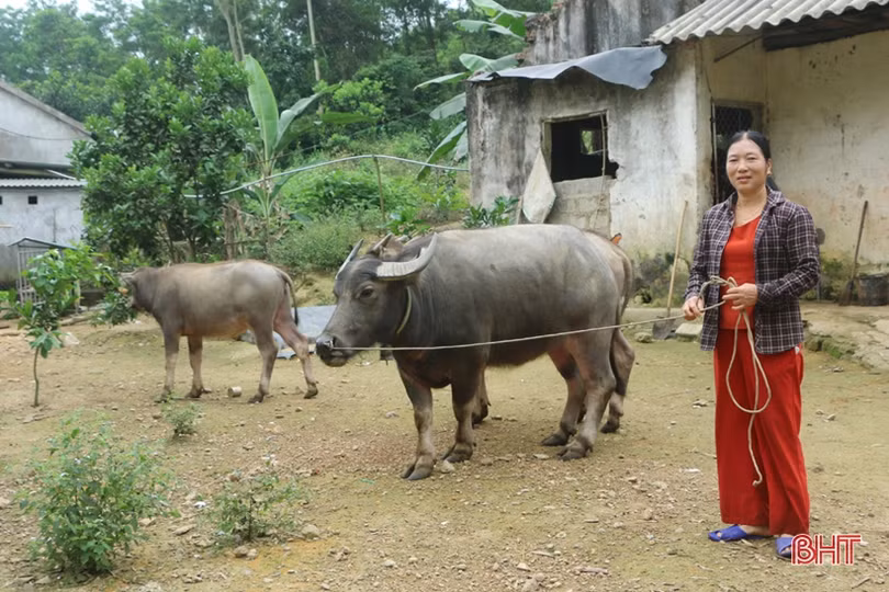 Vợ chồng nông dân miền núi Hà Tĩnh thay đổi cuộc sống nhờ đồi hoang
