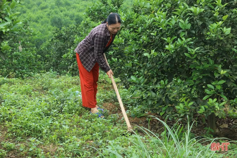 Vợ chồng nông dân miền núi Hà Tĩnh thay đổi cuộc sống nhờ đồi hoang