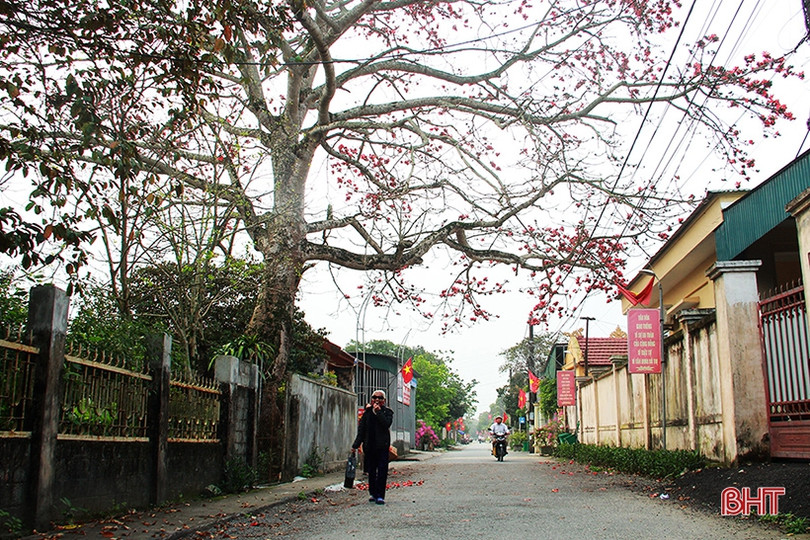 Ngắm cây hoa gạo hơn 200 năm trên quê hương Đại thi hào Nguyễn Du
