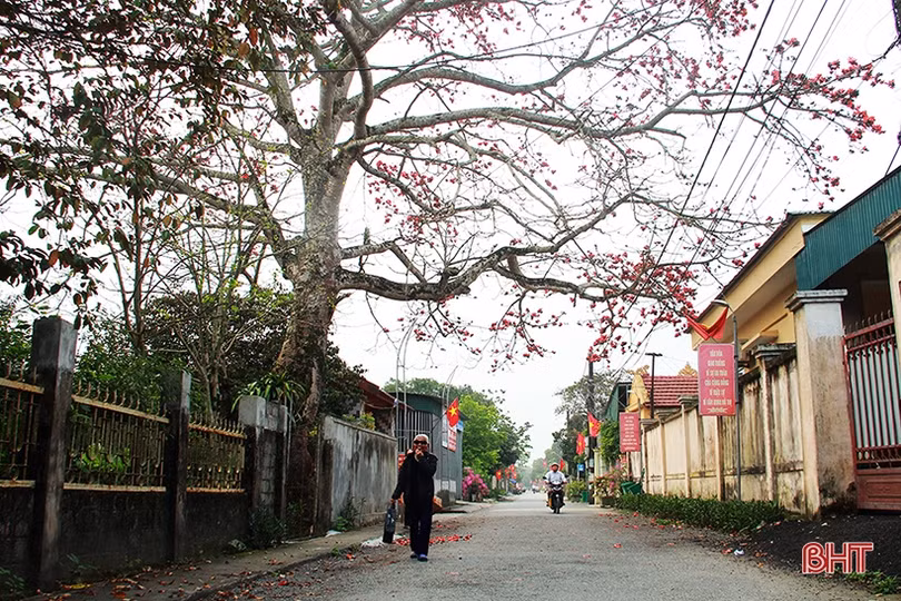 Ngắm cây hoa gạo hơn 200 năm trên quê hương Đại thi hào Nguyễn Du