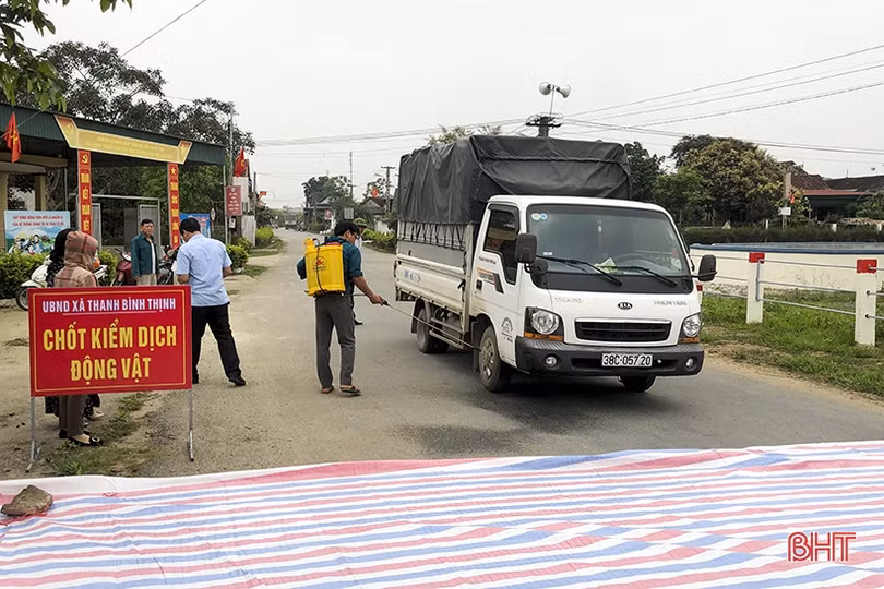 Dịch tả lợn châu Phi “tấn công” Đức Thọ