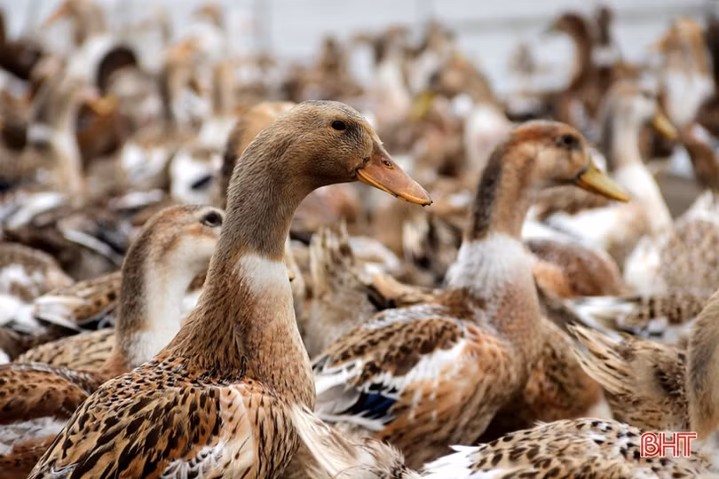 Hiệu quả bước đầu của mô hình nuôi vịt biển ở TX Kỳ Anh