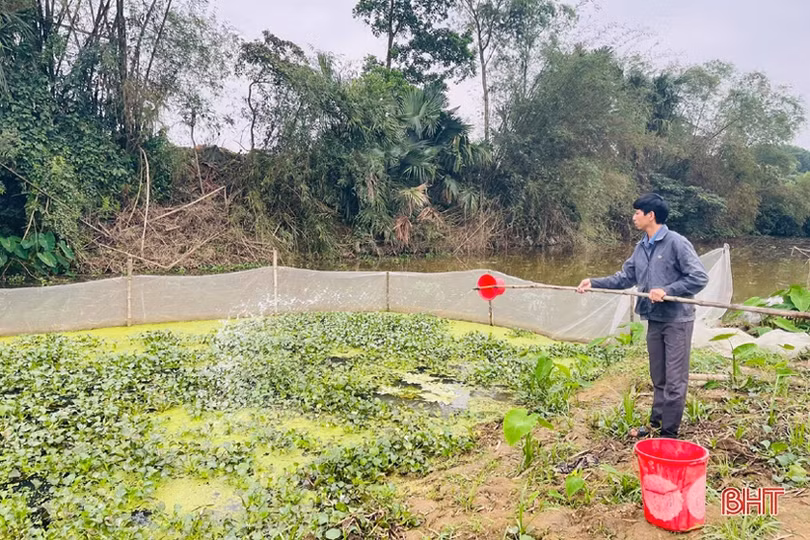 Chàng thanh niên Hà Tĩnh thôi lao động ở nước ngoài về quê nuôi ốc nhồi 