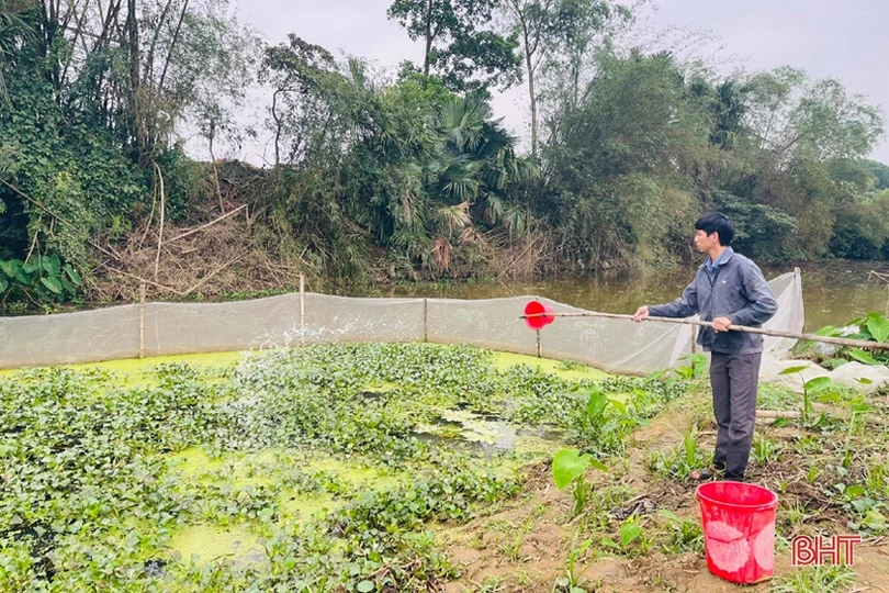 Chàng thanh niên Hà Tĩnh thôi lao động ở nước ngoài về quê nuôi ốc nhồi 