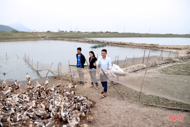 Hiệu quả bước đầu của mô hình nuôi vịt biển ở TX Kỳ Anh