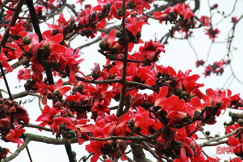 Ngắm cây hoa gạo hơn 200 năm trên quê hương Đại thi hào Nguyễn Du