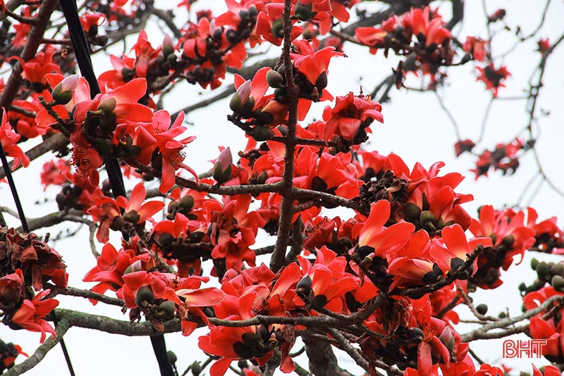 Ngắm cây hoa gạo hơn 200 năm trên quê hương Đại thi hào Nguyễn Du