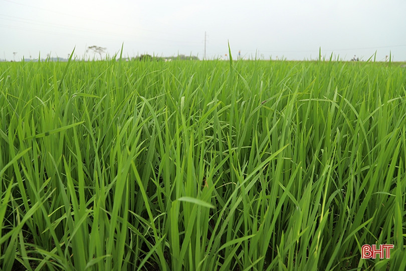 Nông dân Đức Thọ ra đồng phòng trừ bệnh đạo ôn trên lúa