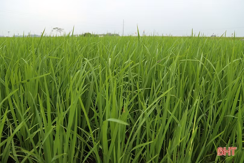 Nông dân Đức Thọ ra đồng phòng trừ bệnh đạo ôn trên lúa