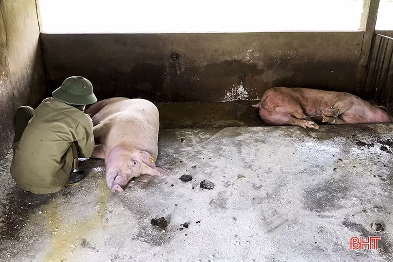 Dịch tả lợn châu Phi “tấn công” Đức Thọ