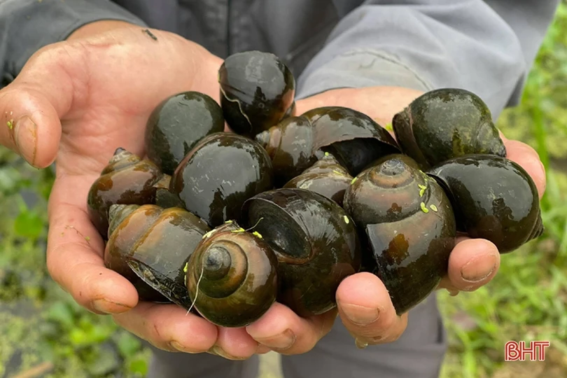 Chàng thanh niên Hà Tĩnh thôi lao động ở nước ngoài về quê nuôi ốc nhồi 