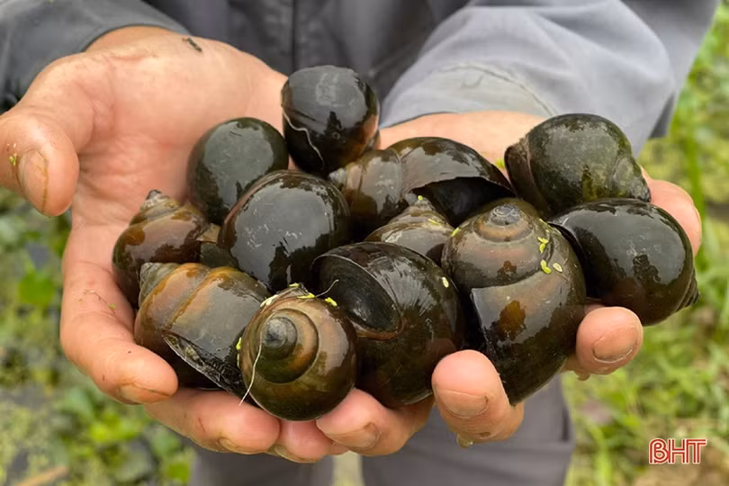 Chàng thanh niên Hà Tĩnh thôi lao động ở nước ngoài về quê nuôi ốc nhồi 