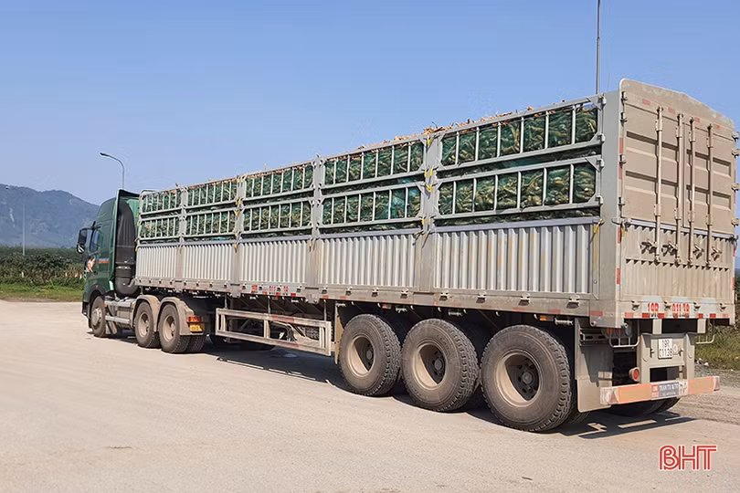 Thăng trầm cây sắn công nghiệp ở vùng thượng Kỳ Anh (bài 1): Hơn một thập kỷ liên kết sản xuất, vùng nguyên liệu sắn vẫn chưa bền vững