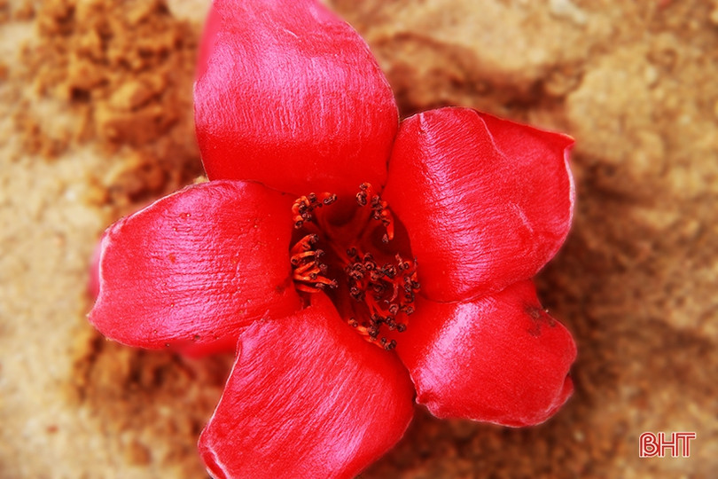 Ngắm cây hoa gạo hơn 200 năm trên quê hương Đại thi hào Nguyễn Du