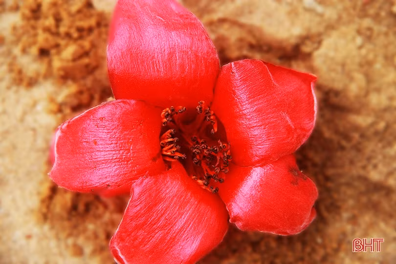 Ngắm cây hoa gạo hơn 200 năm trên quê hương Đại thi hào Nguyễn Du