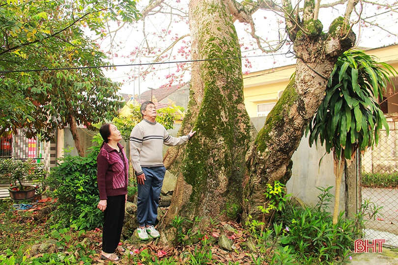 Ngắm cây hoa gạo hơn 200 năm trên quê hương Đại thi hào Nguyễn Du