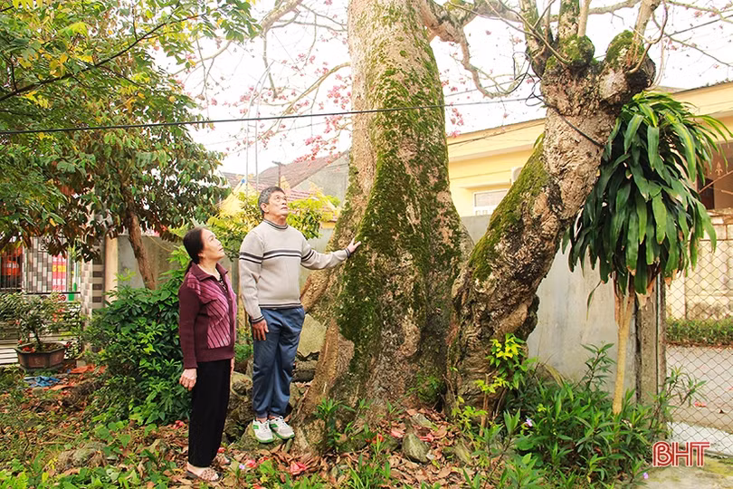 Ngắm cây hoa gạo hơn 200 năm trên quê hương Đại thi hào Nguyễn Du