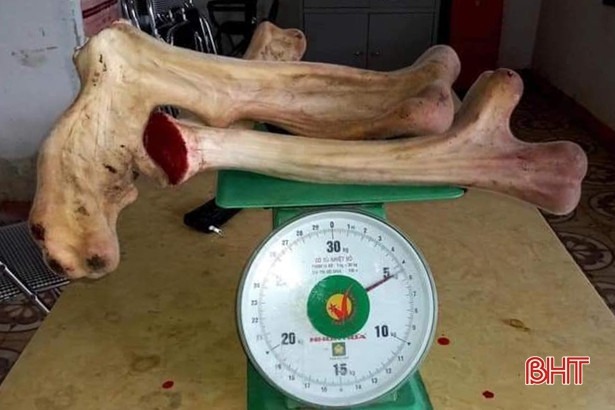 Chiêm ngưỡng cặp nhung hươu lớn nhất từ trước tới nay ở Hà Tĩnh