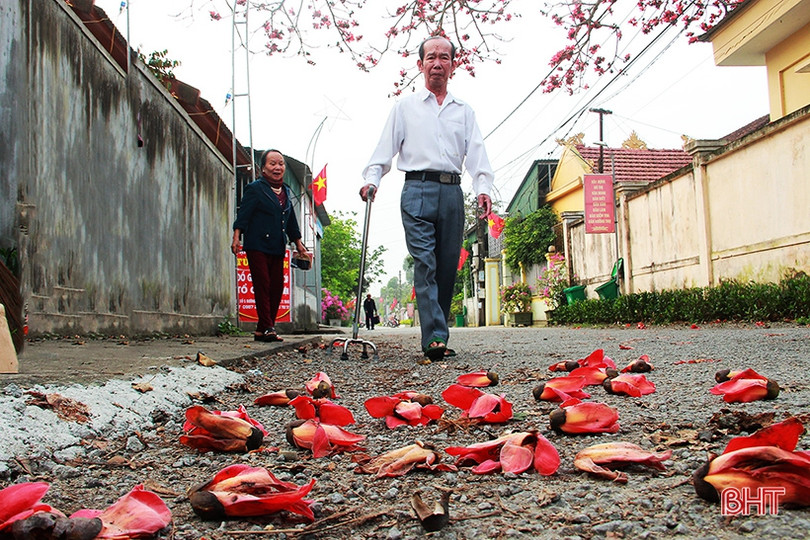 Ngắm cây hoa gạo hơn 200 năm trên quê hương Đại thi hào Nguyễn Du