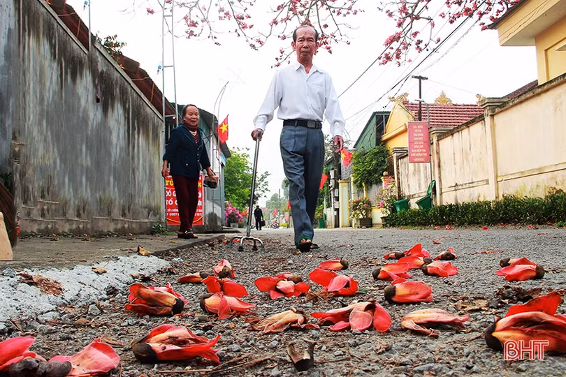 Ngắm cây hoa gạo hơn 200 năm trên quê hương Đại thi hào Nguyễn Du