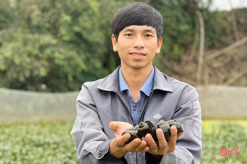 Chàng thanh niên Hà Tĩnh thôi lao động ở nước ngoài về quê nuôi ốc nhồi 