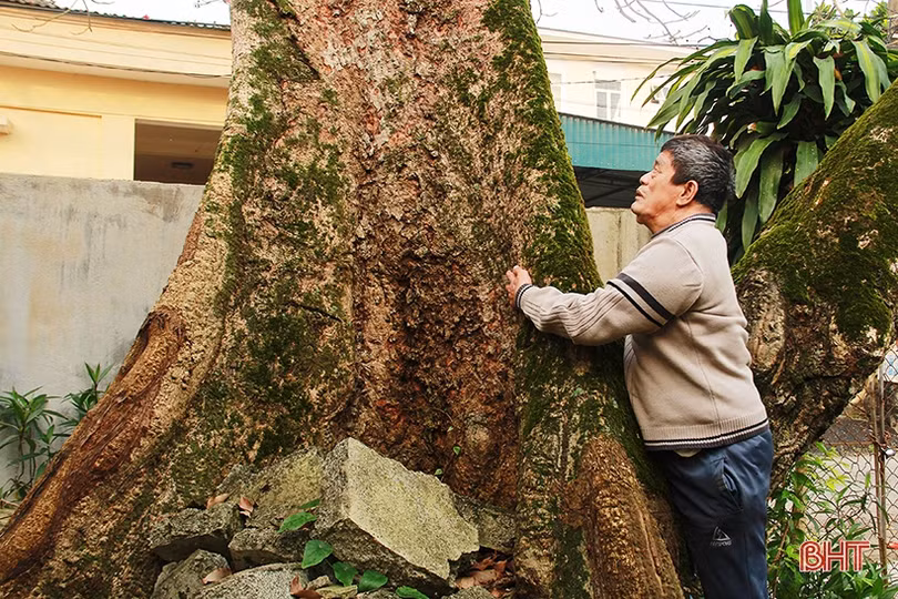 Ngắm cây hoa gạo hơn 200 năm trên quê hương Đại thi hào Nguyễn Du
