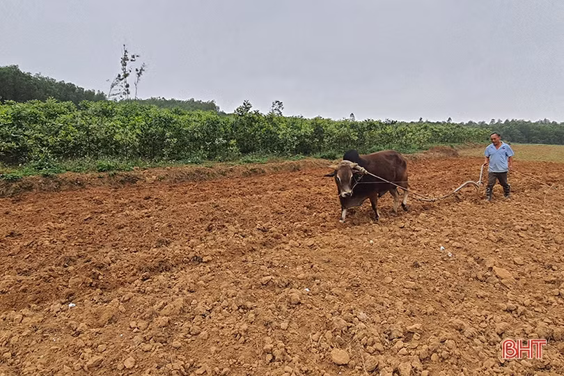 Thăng trầm cây sắn công nghiệp ở vùng thượng Kỳ Anh (bài 1): Hơn một thập kỷ liên kết sản xuất, vùng nguyên liệu sắn vẫn chưa bền vững