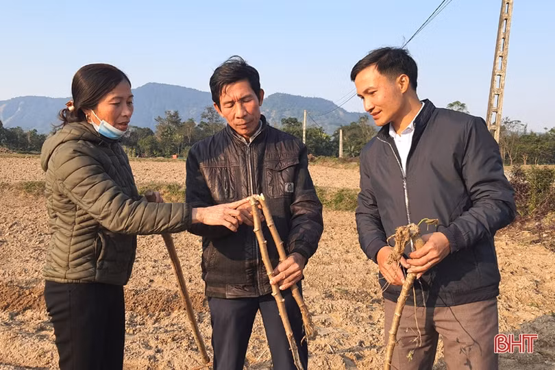 Thăng trầm cây sắn công nghiệp ở vùng thượng Kỳ Anh (bài 1): Hơn một thập kỷ liên kết sản xuất, vùng nguyên liệu sắn vẫn chưa bền vững