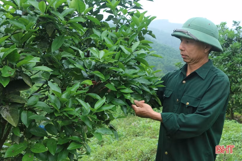 Vợ chồng nông dân miền núi Hà Tĩnh thay đổi cuộc sống nhờ đồi hoang