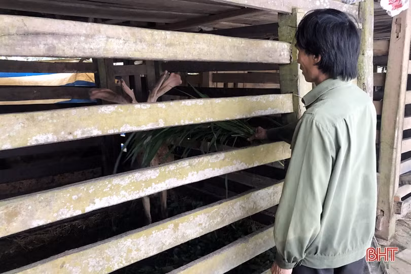 Cặp nhung hươu lạ ở Hà Tĩnh