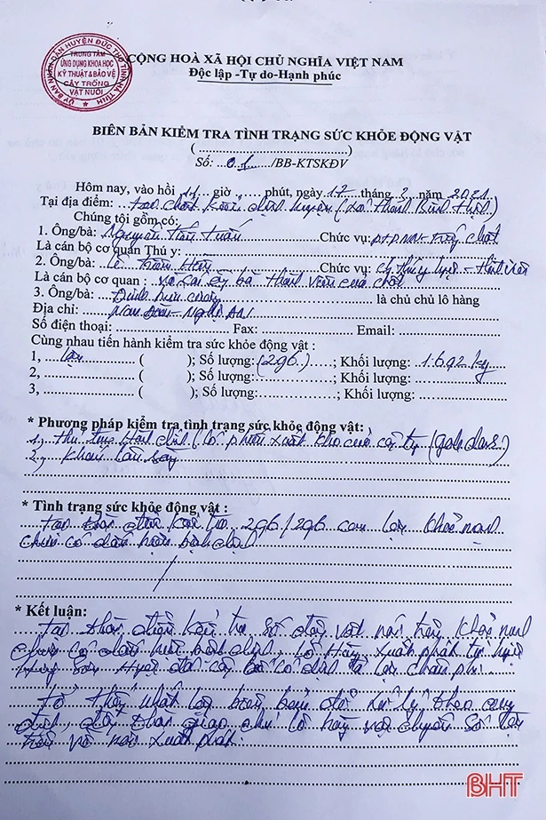 Hà Tĩnh: Xe ô tô chở 296 con lợn “thông chốt” kiểm dịch