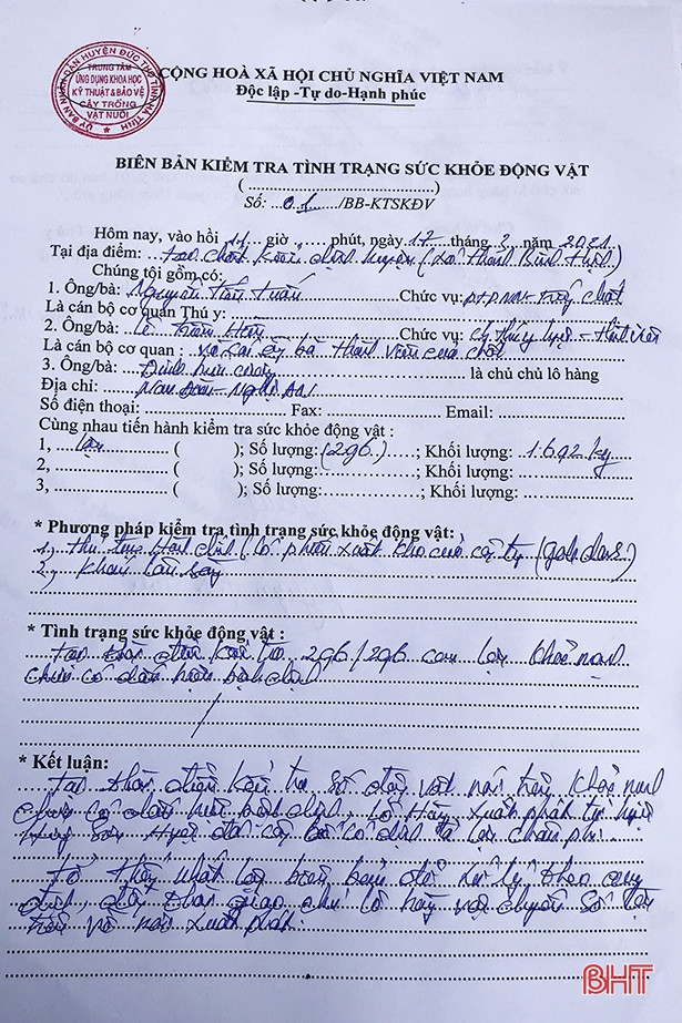 Hà Tĩnh: Xe ô tô chở 296 con lợn “thông chốt” kiểm dịch