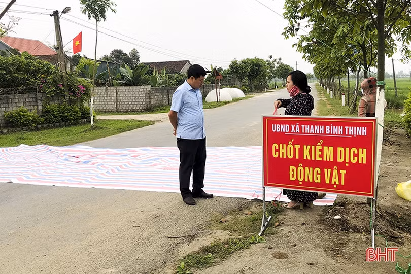 Dịch tả lợn châu Phi “tấn công” Đức Thọ