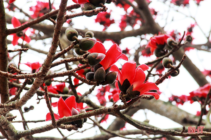 Ngắm cây hoa gạo hơn 200 năm trên quê hương Đại thi hào Nguyễn Du