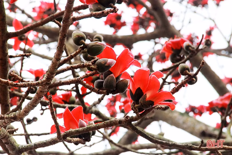 Ngắm cây hoa gạo hơn 200 năm trên quê hương Đại thi hào Nguyễn Du