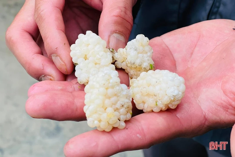 Chàng thanh niên Hà Tĩnh thôi lao động ở nước ngoài về quê nuôi ốc nhồi 