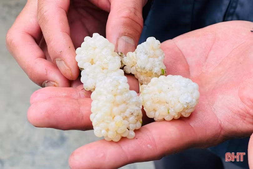 Chàng thanh niên Hà Tĩnh thôi lao động ở nước ngoài về quê nuôi ốc nhồi 