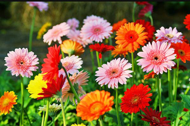 Hạnh phúc qua “lăng kính” của người Hà Tĩnh