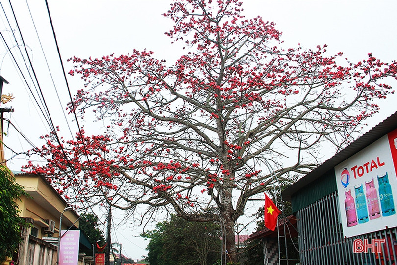 Ngắm cây hoa gạo hơn 200 năm trên quê hương Đại thi hào Nguyễn Du