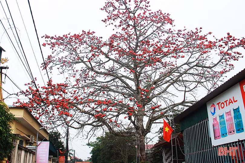 Ngắm cây hoa gạo hơn 200 năm trên quê hương Đại thi hào Nguyễn Du