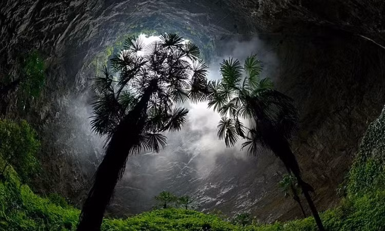 Khu rừng cổ đại trong hố sụt khổng lồ