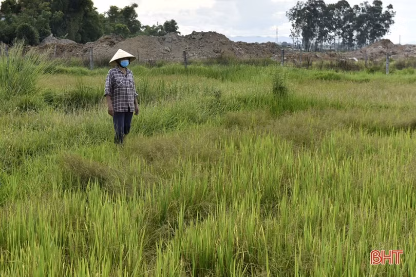 Cầu xây xong, ruộng thiếu nước!