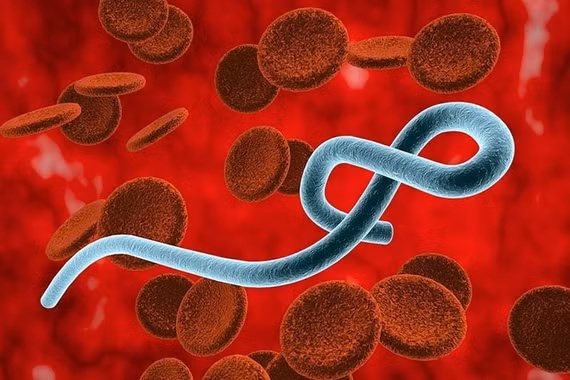 Việt Nam bổ sung thêm 6 chủng virus mới vào phác đồ điều trị bệnh Ebola