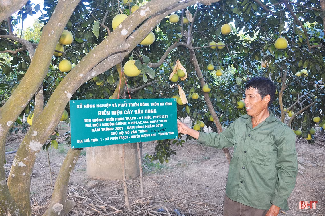 Hương Khê mùa bưởi chín...