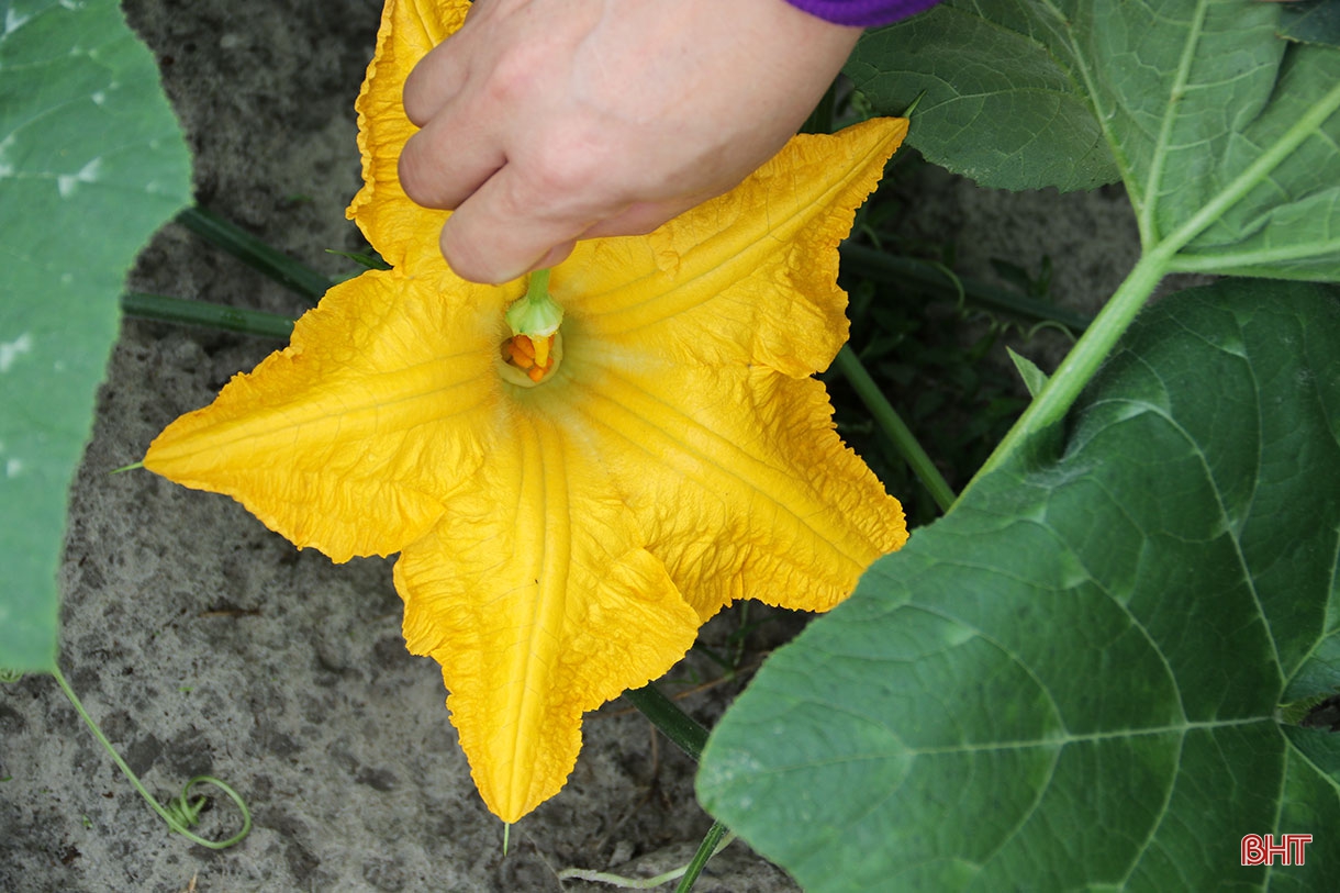 Người “đánh thức” vùng đất cát bạc màu ở Hà Tĩnh ảnh 8 Người “đánh thức” vùng đất cát bạc màu ở Hà Tĩnh